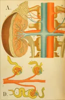 An illustration from An atlas of anatomy, or, Pictures of the human body in twenty-four quartro coloured plates comprising one hundred separate figures, with descriptive Letterpress / by Fenwick Miller. (1879)