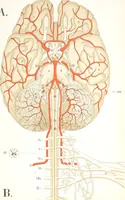 Picture 12 of 17 from An atlas of anatomy, or, Pictures of the human body in twenty-four quartro coloured plates comprising one hundred separate figures, with descriptive Letterpress / by Fenwick Miller. (1879), leaf 86