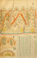 An illustration from An atlas of anatomy, or, Pictures of the human body in twenty-four quartro coloured plates comprising one hundred separate figures, with descriptive Letterpress / by Fenwick Miller. (1879)