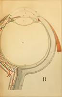 Picture 16 of 17 from An atlas of anatomy, or, Pictures of the human body in twenty-four quartro coloured plates comprising one hundred separate figures, with descriptive Letterpress / by Fenwick Miller. (1879), leaf 97