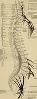 Picture 40 of 129 from Surgical diagnosis / by Edward Martin ... illustrated with 445 engravings and 18 plates in colors and monochrome. (1909), leaf 203