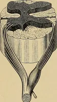 An illustration from Surgical diagnosis / by Edward Martin ... illustrated with 445 engravings and 18 plates in colors and monochrome. (1909)