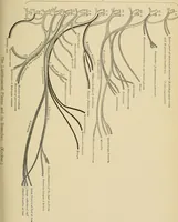 An illustration from Surgical diagnosis / by Edward Martin ... illustrated with 445 engravings and 18 plates in colors and monochrome. (1909)