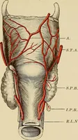 An illustration from Surgical diagnosis / by Edward Martin ... illustrated with 445 engravings and 18 plates in colors and monochrome. (1909)