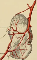 An illustration from Surgical diagnosis / by Edward Martin ... illustrated with 445 engravings and 18 plates in colors and monochrome. (1909)