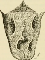 An illustration from The diseases of infancy and childhood : for the use of students and practitioners of medicine / by L. Emmett Holt and John Howland. (1911)