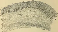 An illustration from The diseases of infancy and childhood : for the use of students and practitioners of medicine / by L. Emmett Holt with two hundred and forty-one illustrations, including eight coloured plates. (1908)