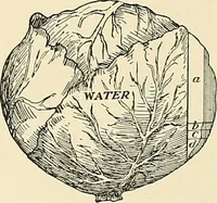 An illustration from A manual of practical hygiene for students, physicians, and health officers / By Charles Harrington. (1914)