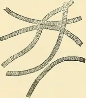 An illustration from A manual of practical hygiene for students, physicians, and health officers / By Charles Harrington. (1914)