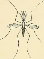 An illustration from A manual of practical hygiene for students, physicians, and health officers / By Charles Harrington. (1914)