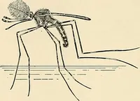 An illustration from A manual of practical hygiene for students, physicians, and health officers / By Charles Harrington. (1914)