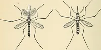 An illustration from A manual of practical hygiene for students, physicians, and health officers / By Charles Harrington. (1914)