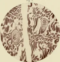 An illustration from A manual of practical hygiene for students, physicians, and medical officers / by Charles Harrington. (1905)
