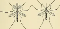 An illustration from A manual of practical hygiene for students, physicians, and medical officers / by Charles Harrington. (1905)