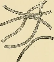 An illustration from A manual of practical hygiene for students, physicians, and medical officers / by Charles Harrington. (1905)