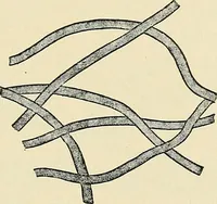 An illustration from A manual of practical hygiene for students, physicians, and medical officers / by Charles Harrington. (1905)