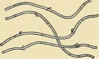 An illustration from A manual of practical hygiene for students, physicians, and medical officers / by Charles Harrington. (1905)