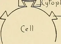 Picture 108 of 111 from A manual of practical hygiene for students, physicians, and medical officers / by Charles Harrington. (1905), leaf 762