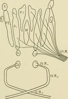 An illustration from Practical diagnosis: the use of symptoms in the diagnosis of disease / By Hobart Amory Hare ... Illustrated with 191 engravings and 13 colored plates. (1896)