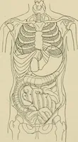 An illustration from Practical diagnosis: the use of symptoms in the diagnosis of disease / By Hobart Amory Hare ... Illustrated with 191 engravings and 13 colored plates. (1896)