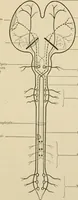 An illustration from Practical diagnosis: the use of symptoms in the diagnosis of disease / By Hobart Amory Hare ... Illustrated with 191 engravings and 13 colored plates. (1896)