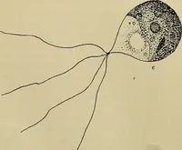 An illustration from A manual of experimental physiology for students of medicine / By Winfield S. Hall ... With 89 illustrations and a colored plate. (1904)