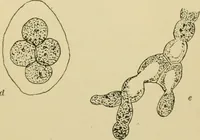 Picture 7 of 71 from A manual of experimental physiology for students of medicine / By Winfield S. Hall ... With 89 illustrations and a colored plate. (1904), leaf 27