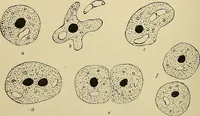 An illustration from A manual of experimental physiology for students of medicine / By Winfield S. Hall ... With 89 illustrations and a colored plate. (1904)
