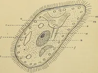 An illustration from A manual of experimental physiology for students of medicine / By Winfield S. Hall ... With 89 illustrations and a colored plate. (1904)