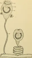 An illustration from A manual of experimental physiology for students of medicine / By Winfield S. Hall ... With 89 illustrations and a colored plate. (1904)