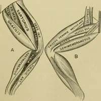 An illustration from A manual of experimental physiology for students of medicine / By Winfield S. Hall ... With 89 illustrations and a colored plate. (1904)