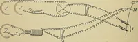 An illustration from A manual of experimental physiology for students of medicine / By Winfield S. Hall ... With 89 illustrations and a colored plate. (1904)