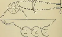 Picture 30 of 71 from A manual of experimental physiology for students of medicine / By Winfield S. Hall ... With 89 illustrations and a colored plate. (1904), leaf 64