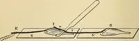 An illustration from A manual of experimental physiology for students of medicine / By Winfield S. Hall ... With 89 illustrations and a colored plate. (1904)