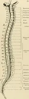An illustration from Atlas and epitome of diseases caused by accidents / by Dr. Ed. Golebiewski ... authorized translation from the German, with editorial notes and additions by Pearce Bailey ... 40 colored plates, and 143 illustrations in black. (1900)