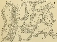 An illustration from Handbook of physiology : for students and practitioners of medicine / by Austin Flint ... with two hundred and forty-seven illustrations in the text--including four in colors--and an atlas of sixteen color-plates, including forty-eight original figures taken from actual stained microscopical preparation. (1905)