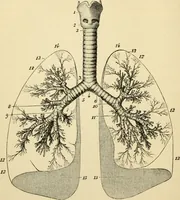 Picture 27 of 214 from Handbook of physiology : for students and practitioners of medicine / by Austin Flint ... with two hundred and forty-seven illustrations in the text--including four in colors--and an atlas of sixteen color-plates, including forty-eight original figures taken from actual stained microscopical preparation. (1905), leaf 126