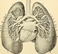 Picture 28 of 214 from Handbook of physiology : for students and practitioners of medicine / by Austin Flint ... with two hundred and forty-seven illustrations in the text--including four in colors--and an atlas of sixteen color-plates, including forty-eight original figures taken from actual stained microscopical preparation. (1905), leaf 129