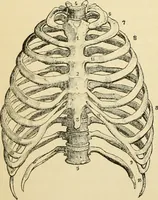 An illustration from Handbook of physiology : for students and practitioners of medicine / by Austin Flint ... with two hundred and forty-seven illustrations in the text--including four in colors--and an atlas of sixteen color-plates, including forty-eight original figures taken from actual stained microscopical preparation. (1905)