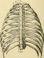 An illustration from Handbook of physiology : for students and practitioners of medicine / by Austin Flint ... with two hundred and forty-seven illustrations in the text--including four in colors--and an atlas of sixteen color-plates, including forty-eight original figures taken from actual stained microscopical preparation. (1905)