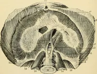 Picture 31 of 214 from Handbook of physiology : for students and practitioners of medicine / by Austin Flint ... with two hundred and forty-seven illustrations in the text--including four in colors--and an atlas of sixteen color-plates, including forty-eight original figures taken from actual stained microscopical preparation. (1905), leaf 134