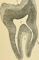 Picture 32 of 214 from Handbook of physiology : for students and practitioners of medicine / by Austin Flint ... with two hundred and forty-seven illustrations in the text--including four in colors--and an atlas of sixteen color-plates, including forty-eight original figures taken from actual stained microscopical preparation. (1905), leaf 200