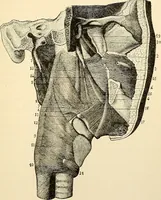 An illustration from Handbook of physiology : for students and practitioners of medicine / by Austin Flint ... with two hundred and forty-seven illustrations in the text--including four in colors--and an atlas of sixteen color-plates, including forty-eight original figures taken from actual stained microscopical preparation. (1905)