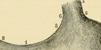 Picture 34 of 214 from Handbook of physiology : for students and practitioners of medicine / by Austin Flint ... with two hundred and forty-seven illustrations in the text--including four in colors--and an atlas of sixteen color-plates, including forty-eight original figures taken from actual stained microscopical preparation. (1905), leaf 222