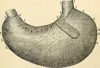An illustration from Handbook of physiology : for students and practitioners of medicine / by Austin Flint ... with two hundred and forty-seven illustrations in the text--including four in colors--and an atlas of sixteen color-plates, including forty-eight original figures taken from actual stained microscopical preparation. (1905)