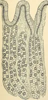 An illustration from Handbook of physiology : for students and practitioners of medicine / by Austin Flint ... with two hundred and forty-seven illustrations in the text--including four in colors--and an atlas of sixteen color-plates, including forty-eight original figures taken from actual stained microscopical preparation. (1905)