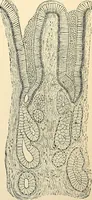 An illustration from Handbook of physiology : for students and practitioners of medicine / by Austin Flint ... with two hundred and forty-seven illustrations in the text--including four in colors--and an atlas of sixteen color-plates, including forty-eight original figures taken from actual stained microscopical preparation. (1905)