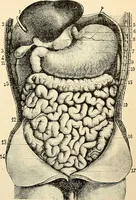 Picture 38 of 214 from Handbook of physiology : for students and practitioners of medicine / by Austin Flint ... with two hundred and forty-seven illustrations in the text--including four in colors--and an atlas of sixteen color-plates, including forty-eight original figures taken from actual stained microscopical preparation. (1905), leaf 243