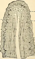An illustration from Handbook of physiology : for students and practitioners of medicine / by Austin Flint ... with two hundred and forty-seven illustrations in the text--including four in colors--and an atlas of sixteen color-plates, including forty-eight original figures taken from actual stained microscopical preparation. (1905)