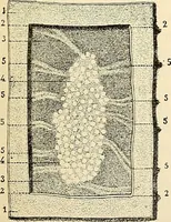 Picture 40 of 214 from Handbook of physiology : for students and practitioners of medicine / by Austin Flint ... with two hundred and forty-seven illustrations in the text--including four in colors--and an atlas of sixteen color-plates, including forty-eight original figures taken from actual stained microscopical preparation. (1905), leaf 249